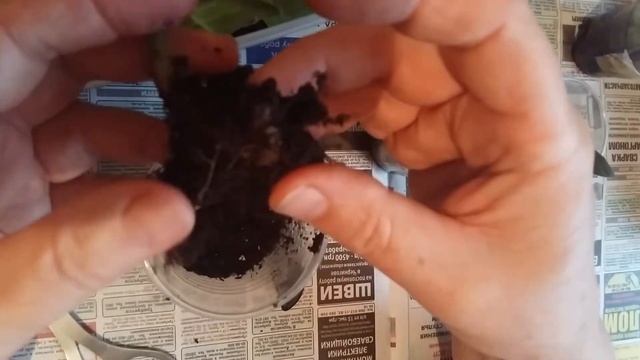 Как размножать глоксинию фрагментом листа. смотреть онлайн