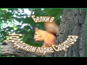 Саратов. Белки в городском парке. Июль 2015 года.
