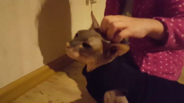 В гостях у  кошки СФИНКСА (очень красивая кошечка) Visiting cats SPHINX (very pretty kitty)