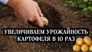 Как садить картофель, чтобы увеличить урожайность в 10 раз.