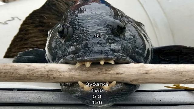 Калории - Зубатка смотреть онлайн