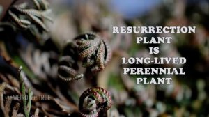 15 Amazing Facts About Resurrection Plant | Fun Facts | Weird but True