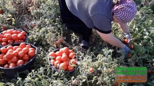Второй сбор помидор 2022 года