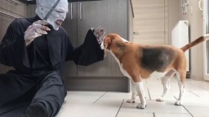 Funny Dogs SURPRISED with Funny Halloween Costumes!