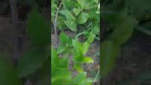 мандарины в Краснодаре -2, сезон 2021