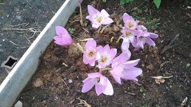 Цветет безвременник смотреть онлайн