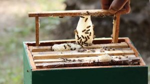 Как увеличить пасеку ? - Увеличение пасеки для начинающего пчеловода.