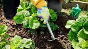 Почему клубника растёт плохо? Что делать?