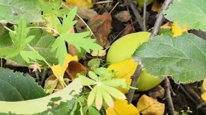 Яблони в Сибири.То,что выросло  вместо сорта Краса Свердловска. Легкое разочарование...Осень 2020г