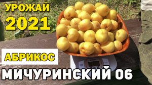 Абрикос Мичуринский 06 Урожай 2021
