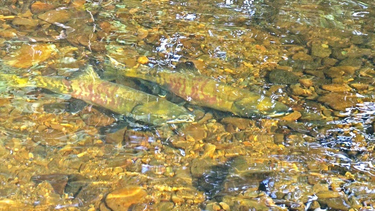 На дальневосточной таёжной речке в августе / Кета (тихоокеанский лосось) идёт на нерест