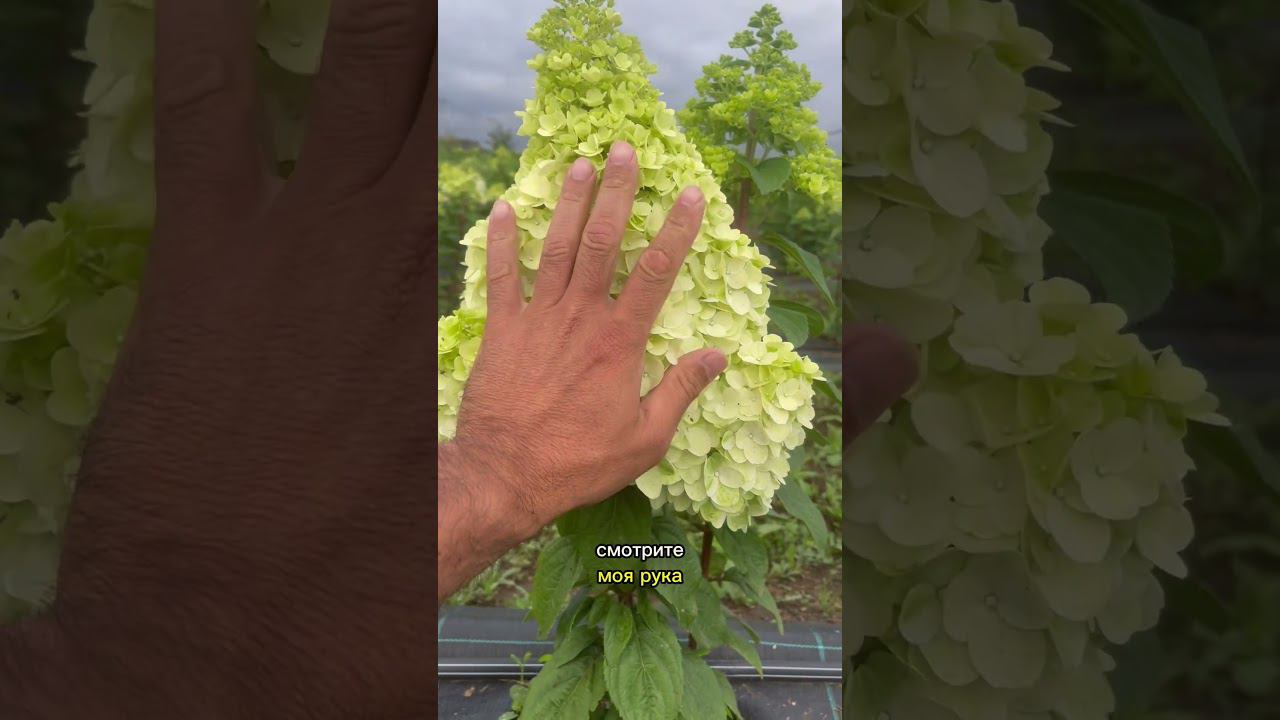 Стойкий сорт метельчатой гортензии Magical Kilimanjaro #гортензия #метельчатаягортензия смотреть онлайн