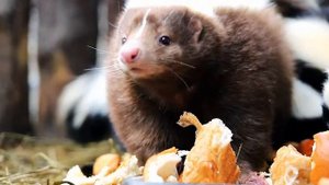 ТОП 10 самых интересных фактов о СКУНСАХ