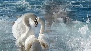 песня Два крыла