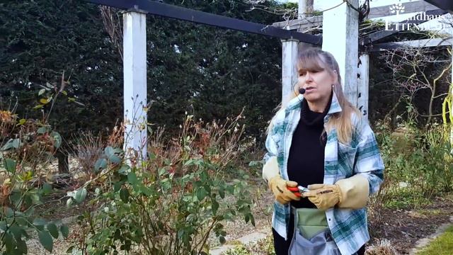 Strauchrosen schneiden im Frühjahr   Teil 3  So klappts richtig!