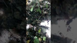 Обзор Garrett ACE 400i  и небольшой коп