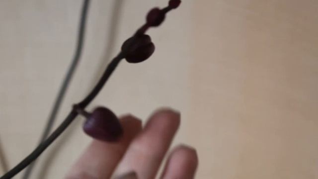В моей коллекции новая орхидея / ОРХИДЕЯ ЖЕМЧУЖИНА ИМПЕРАТОРА Emperror Jewel