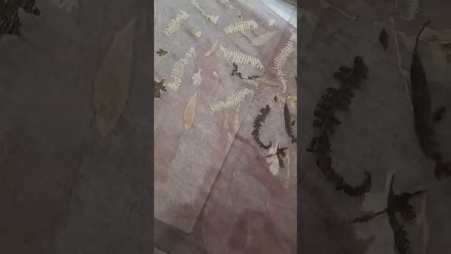 Экопринт Светланы Куликовой смотреть онлайн