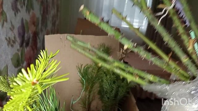 Получила самые морозостойкие розы?Посылка-мечта??! и куда я пропала?♀️ смотреть онлайн