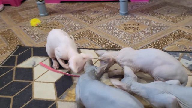 СКАРЛЕТ питомник канадских сфинксов смотреть онлайн