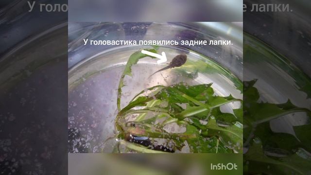 Развитие головастиков. Превращение в лягушку.