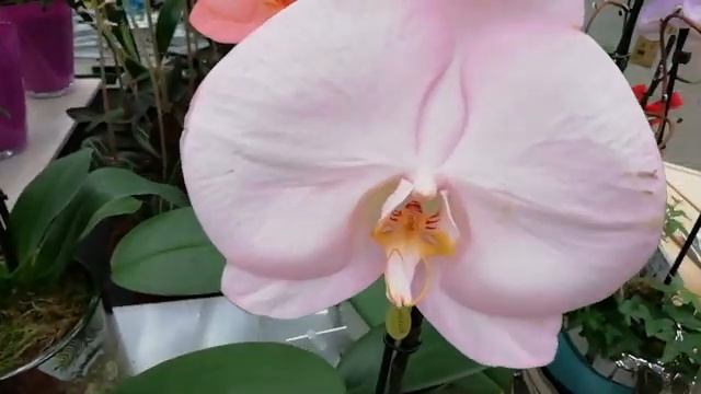 Прекрасные орхидеи в Бауцентре г. Омск. смотреть онлайн