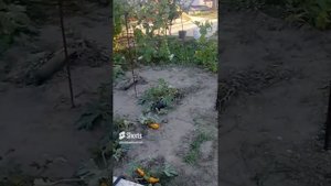 Великий 2кВт вертикальний вітрогенератор - мій досвід, 2 місяці за 5 хвилин #windturbine