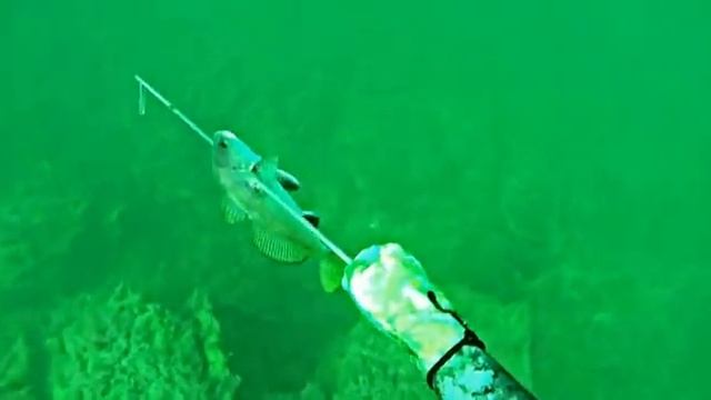 Подводная охота с каяка на Чёрном море смотреть онлайн