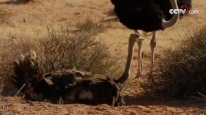 Как самая большая птица в мире откладывает яйца?