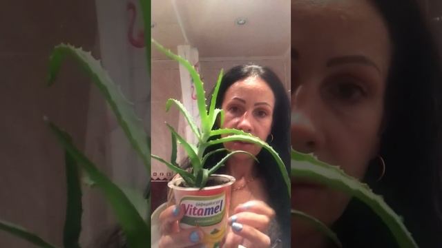 Мои покупки и цветок алоэ ? смотреть онлайн