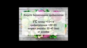 Ранние сорта белокочанной капусты #советысадоводам #ассортимент