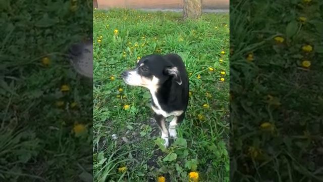 Нашли песика смотреть онлайн