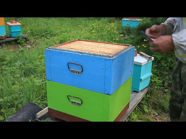 муравьи в ульях, как избавиться? смотреть онлайн