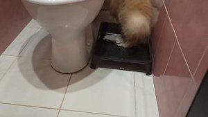 Кошачий туалет. Экономим на наполнителе. ЛАЙФХАК.
