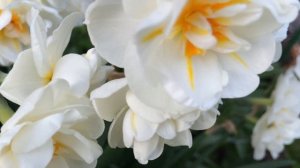 Narcisse à bouquet 'Sir Winston Churchill'