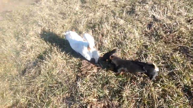 Собака такса на прогулке #собаки | Собаки Собачий день Собачья жизнь Про собак Собачье видео