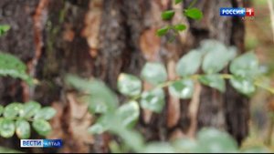 Учёные исследовали состояния ленточных боров, расположенных в Алтайском крае и Новосибирской област