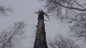 Нахаживание щенка лайки по кунице