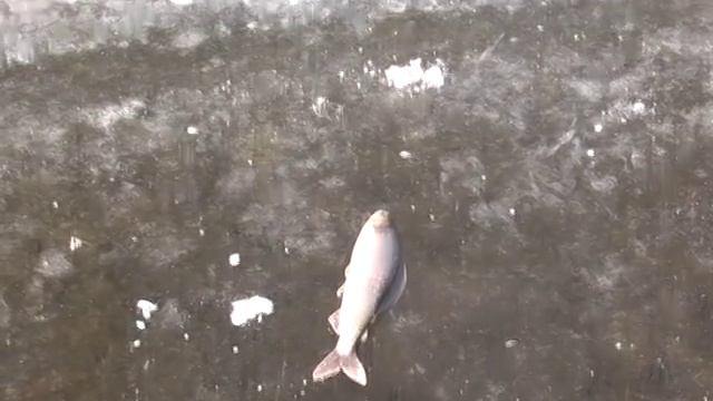 Рыбалка на р.Кукан смотреть онлайн