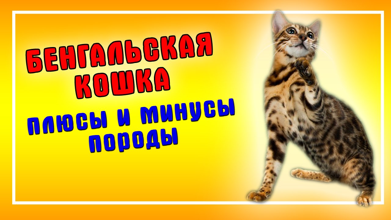 Бенгальская кошка. достоинства и недостатки породы