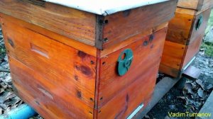 Пчеловодство Мой выбор улья и работа с ним в разных направлениях Beekeeping