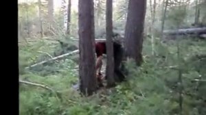 Husqvarna 365. Валка леса