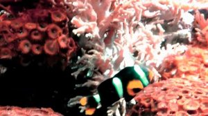 ОБИТАТЕЛИ ЧЕРНОГО МОРЯ