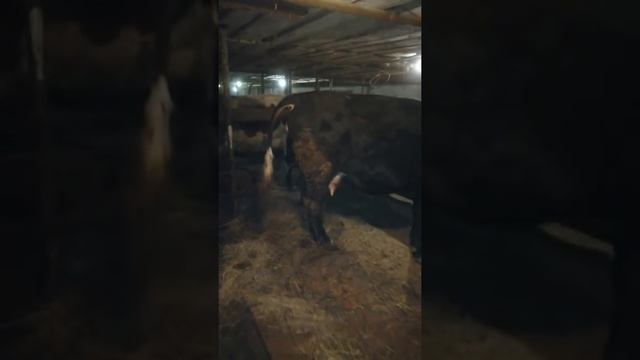 Корова перед самым отёлом. Все признаки скорого отела. смотреть онлайн