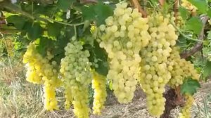 Ошик Булдим