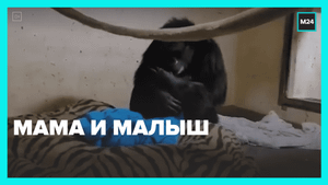 Шимпанзе пришла проведать малыша — Москва 24