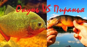 ШОК!!!! ОКУНЬ скрещеный с ПИРАНЬЕЙ! В Дону!!!