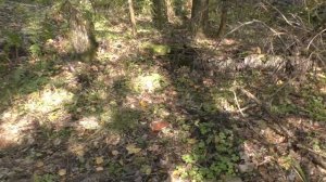 Грибов так много что не хотелось уходить из леса!)) Часть 2. Продолжение грибного похода.