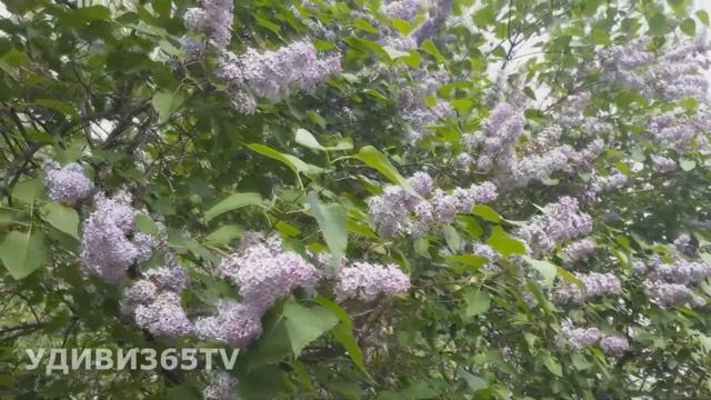 ВЕСНА РЕЛАКС. Ода весне. Цветущий Кривой Рог смотреть онлайн