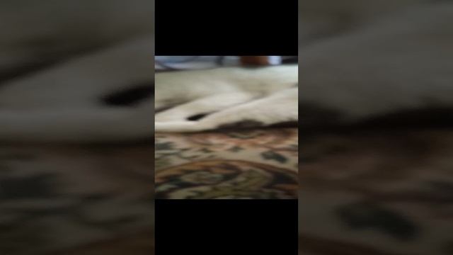 Спит пушистый комочек